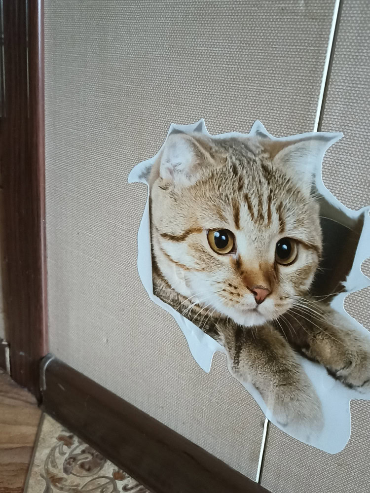 Бандаж для кошки: выкройки и инструкция по изготовлению