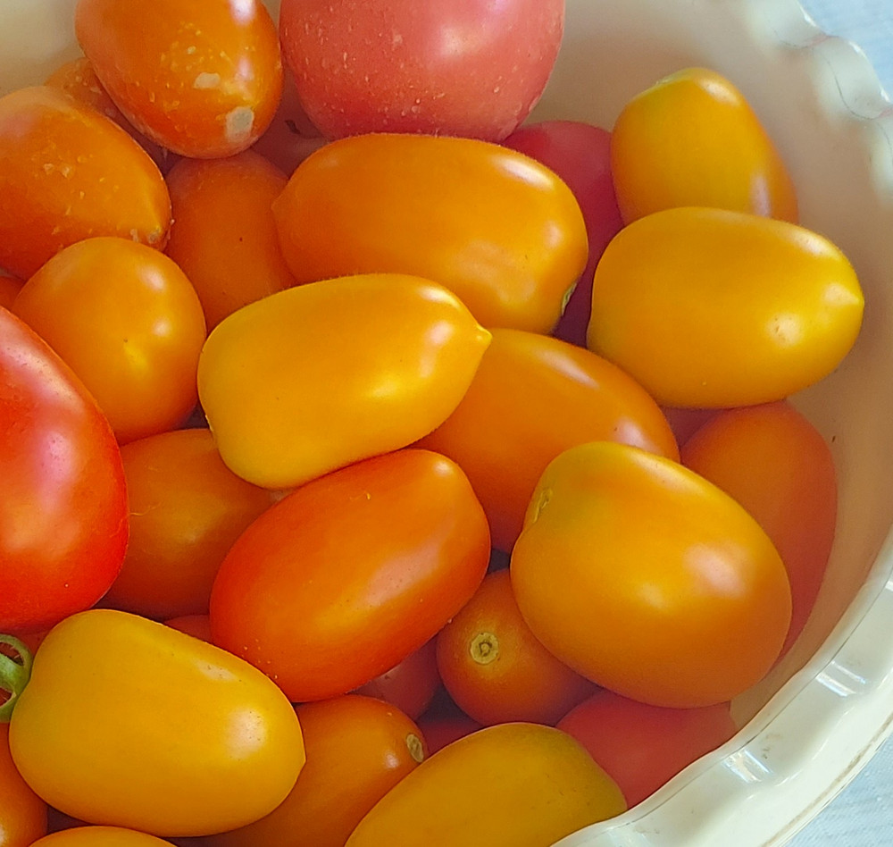 Джекпот томаты фото